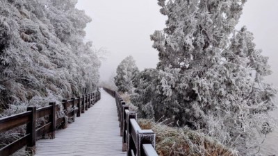 太平山喜迎低溫霧凇 銀白美景3